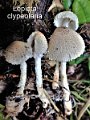Lepiota clypeolaria-amf1199-1